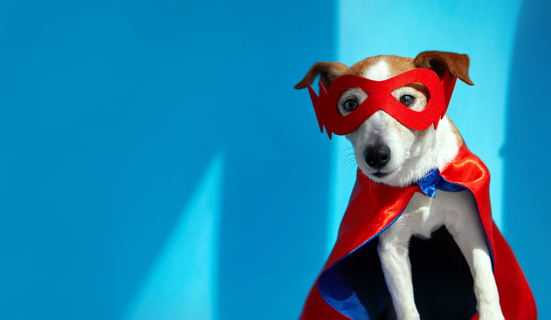 Featured image for “Halloween and Pets: A Spooktacular Guide to Safety and Fun”