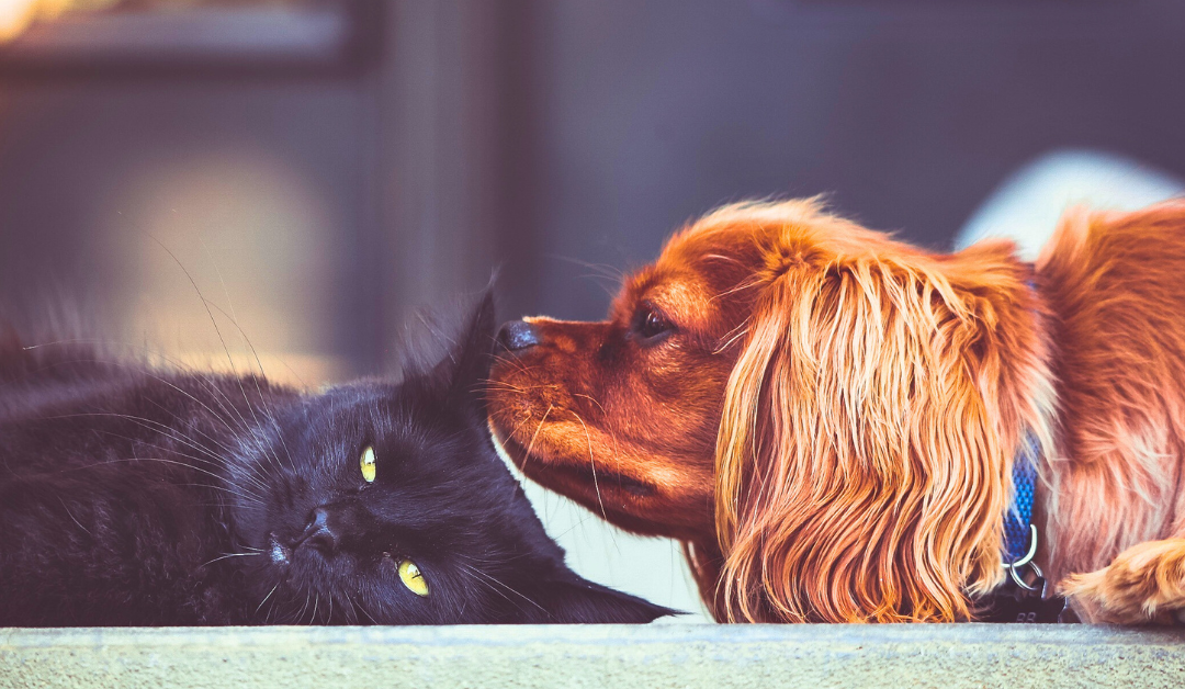 Featured image for “Investing in Pet Enrichment: A Smarter Way to Spoil Pets”