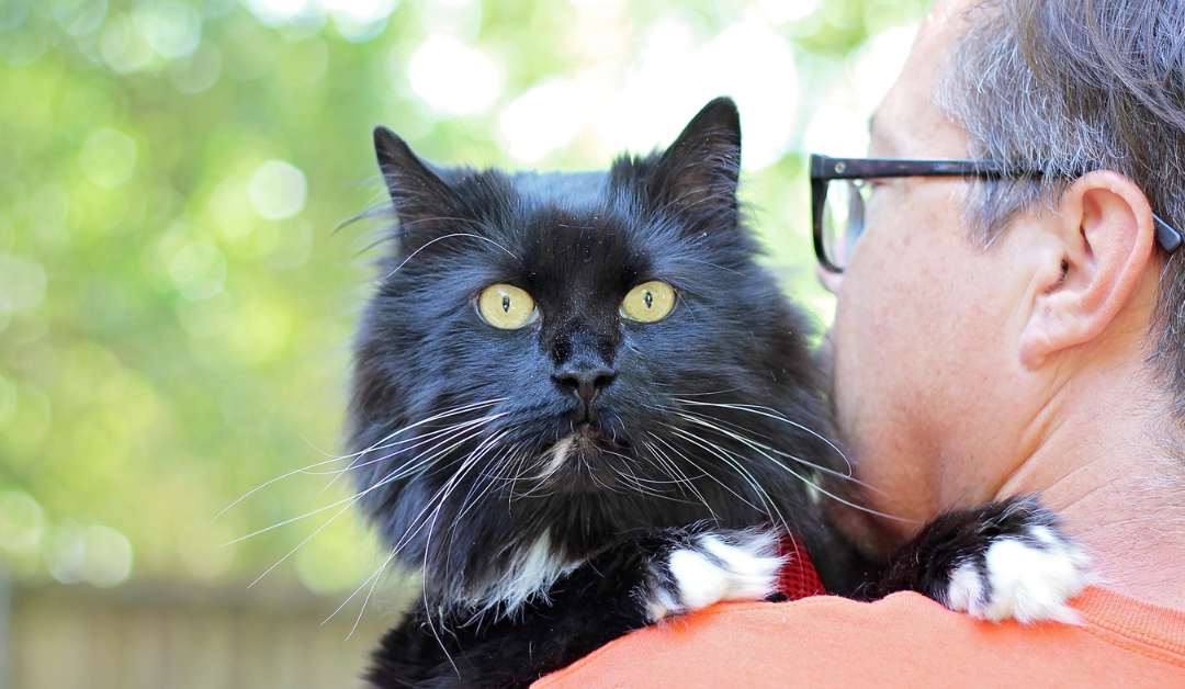 Featured image for “Park Cities Pet Sitter’s Cat-Specific Care Standards”