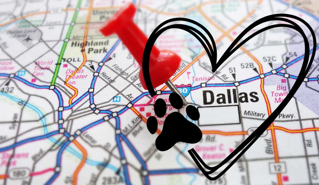 Featured image for “Celebrating National Shelter Appreciation Week in Dallas”
