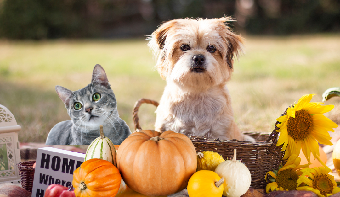 Featured image for “Expressing Gratitude & Pet-Friendly Thanksgiving Tips”
