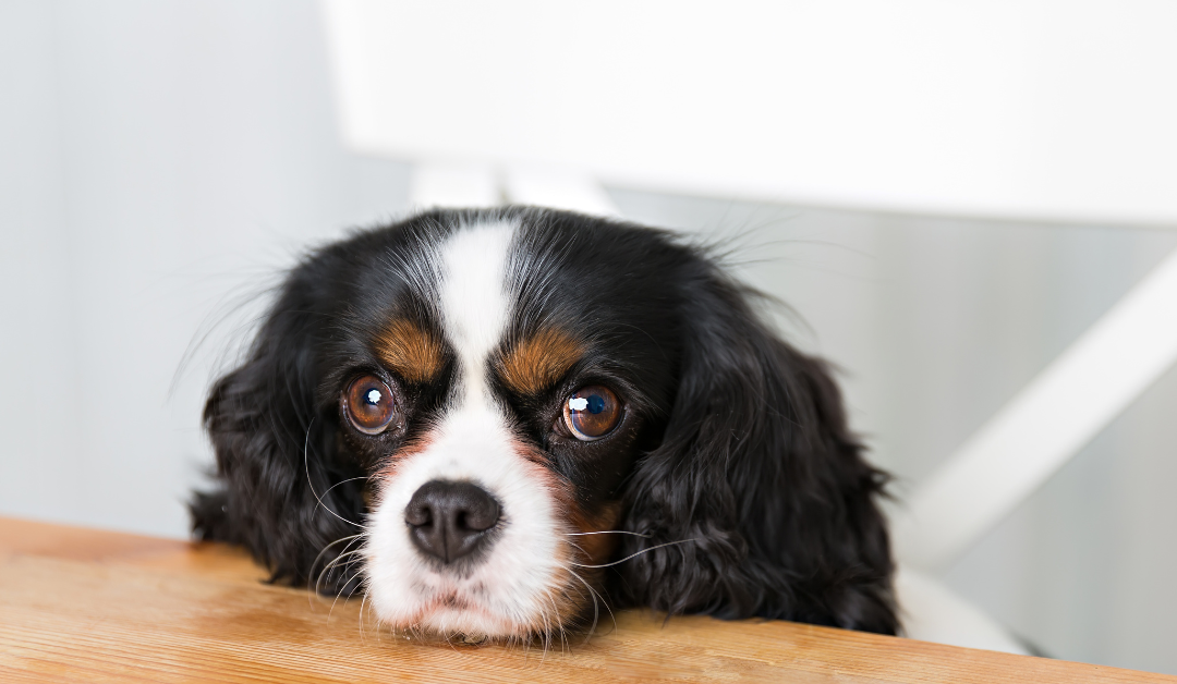 Featured image for “Thanksgiving Feast or Famine: Navigating Holiday Foods and Pets”