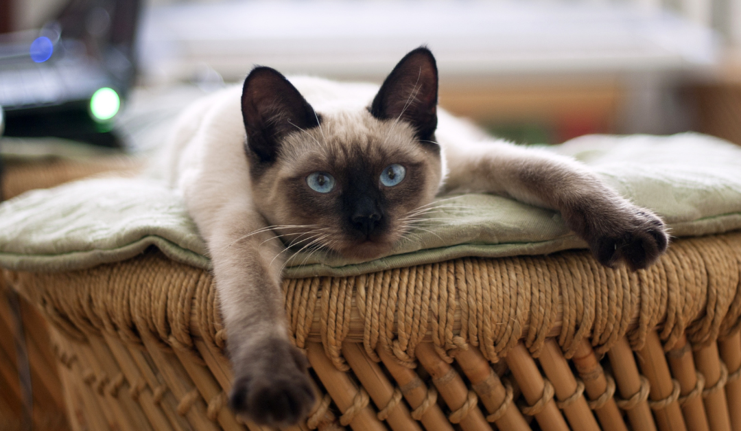 Featured image for “The Benefits of In-Home Pet Sitting Visits & A Helpful Alternative”