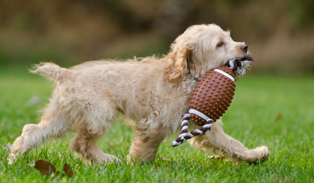 Featured image for “Celebrating Puppy Bowl XXI: A Tail-Wagging Tradition for Dallas Pet Lovers & Beyond”