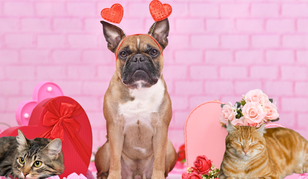 Featured image for “Dallas Fur & Friends: Valentine’s Day Gifts for Dallas Cats & Dogs”