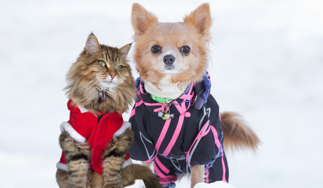 Featured image for “The Benefits of Pet Outerwear for Dallas Pets”