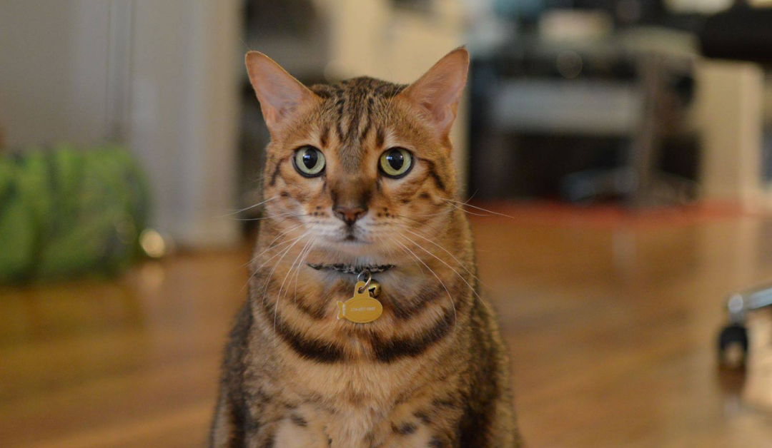 Featured image for “Park Cities Pet Sitter’s Office Cats: Saying Goodbye to Kruzer”