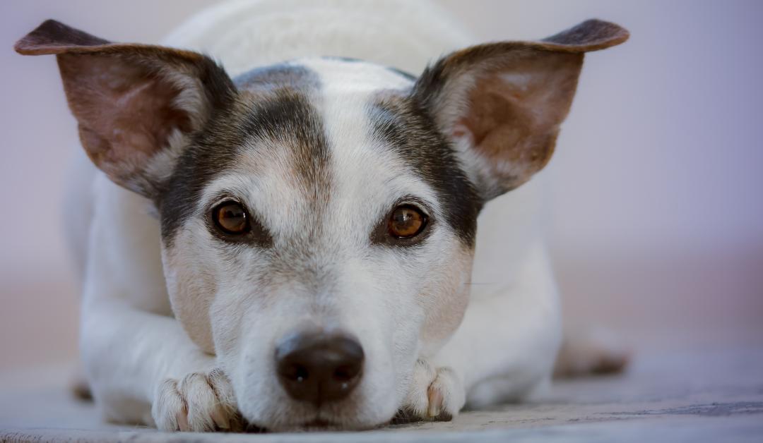 Featured image for “Age Guidelines and Tips for Preparing Your Puppy or Kitten for Boarding”