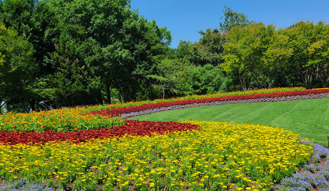 Featured image for “Hidden Dangers: Native Dallas Plants That Are Toxic to Cats and Dogs”