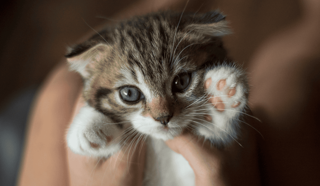 Featured image for “Supporting Kittens in Dallas During Kitten Season”