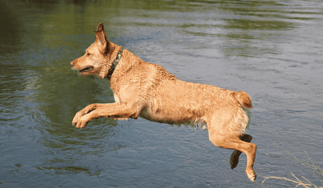 Featured image for “Top 4 Ways to Keep Your Dog Fit in the Dallas Metroplex This Spring”