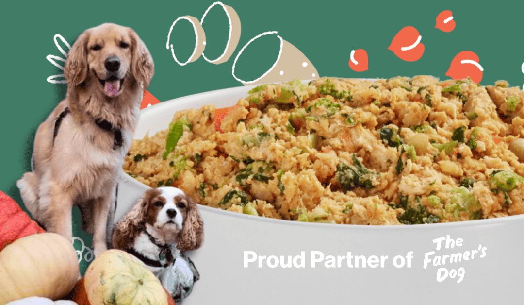 Featured image for “A Fresh Start: Transitioning Your Dog to The Farmer’s Dog”