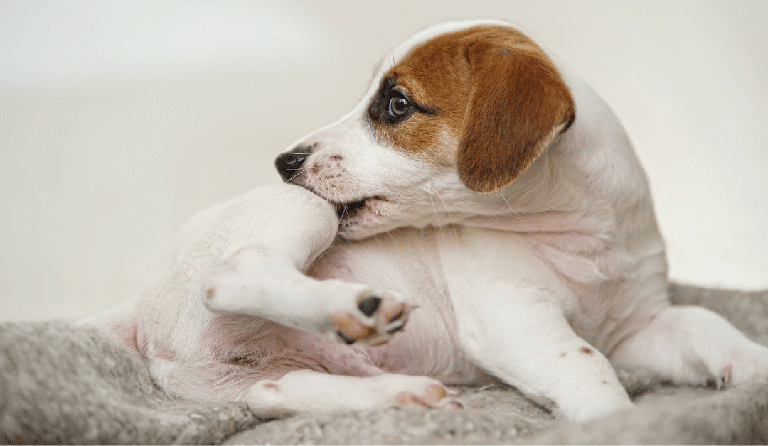 Featured image for “Summer Pet Dangers: Fleas, Ticks, Heartworm, and Botflies in Dallas”
