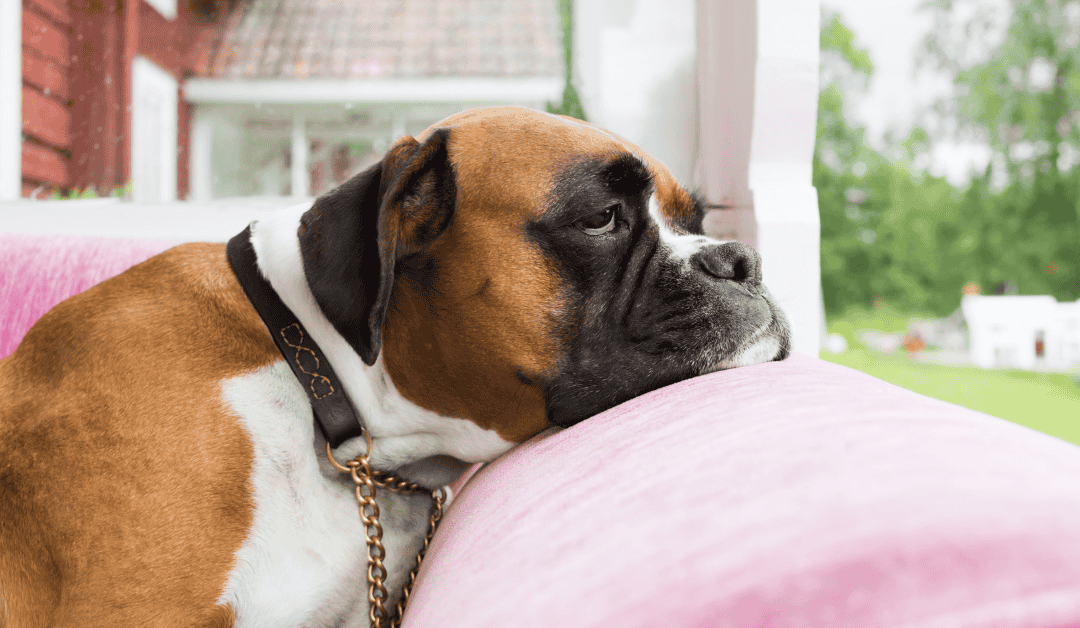 Featured image for “Tips for Back-to-School and Our Pets: Making the Transition Easier”