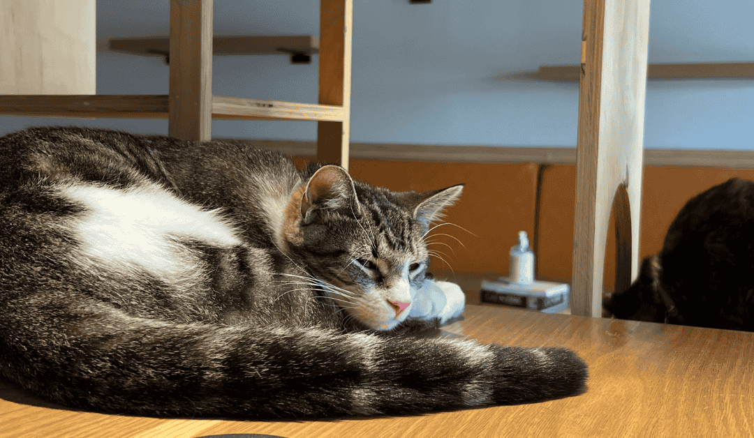 Featured image for “Cat Cafes in Dallas: Where Feline Fun Meets Philanthropy”