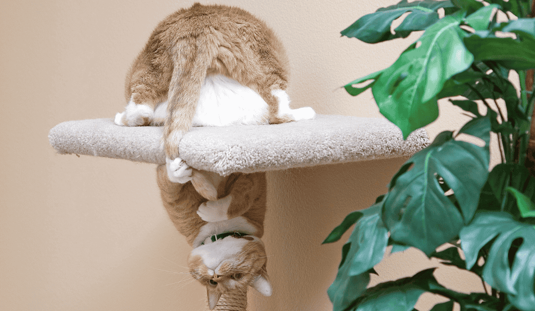 Featured image for “The Secret to Happy Indoor Cats: Supporting Their Instincts”