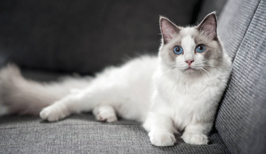 Featured image for “Happy Cat Month: Finding the Right Cat for Your Home and Lifestyle”