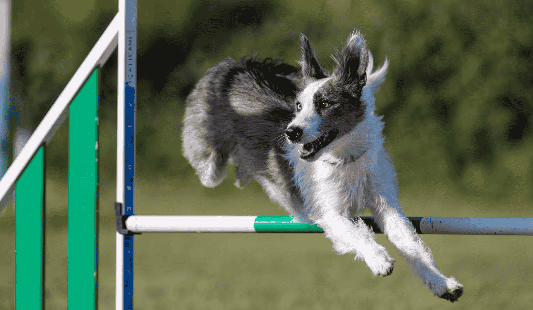 Featured image for “Top 4 Ways to Keep Your Dog Fit in the Dallas Metroplex This Fall”