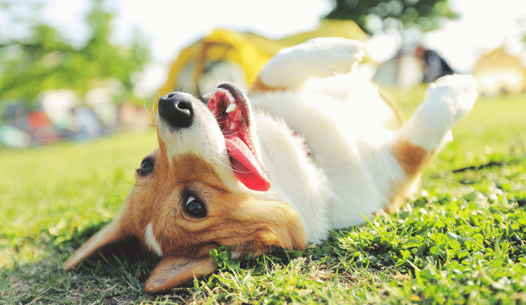 Featured image for “National Dog Week: What Do Dogs Need to Thrive?”