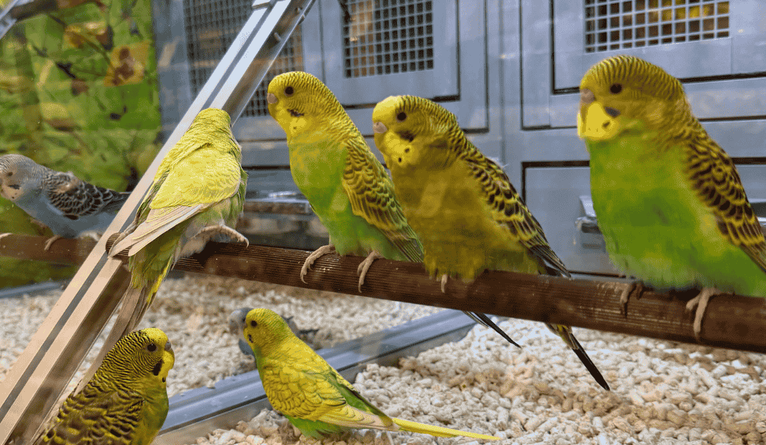 Featured image for “Caring for Exotic Pets in Dallas: Snakes, Birds, Ferrets, and Sugar Gliders”