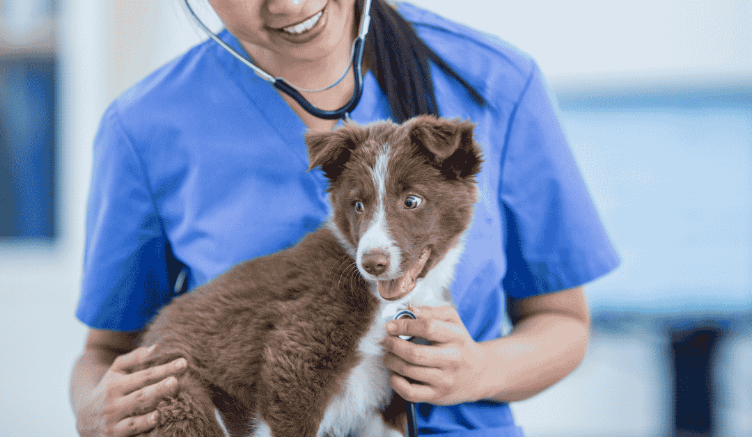 Featured image for “Species-by-Species Guide: How Often Should My Pet See the Vet?”