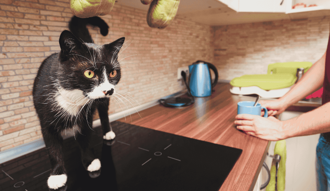 Featured image for “5 Essential Things Every Cat Lover Should Know”