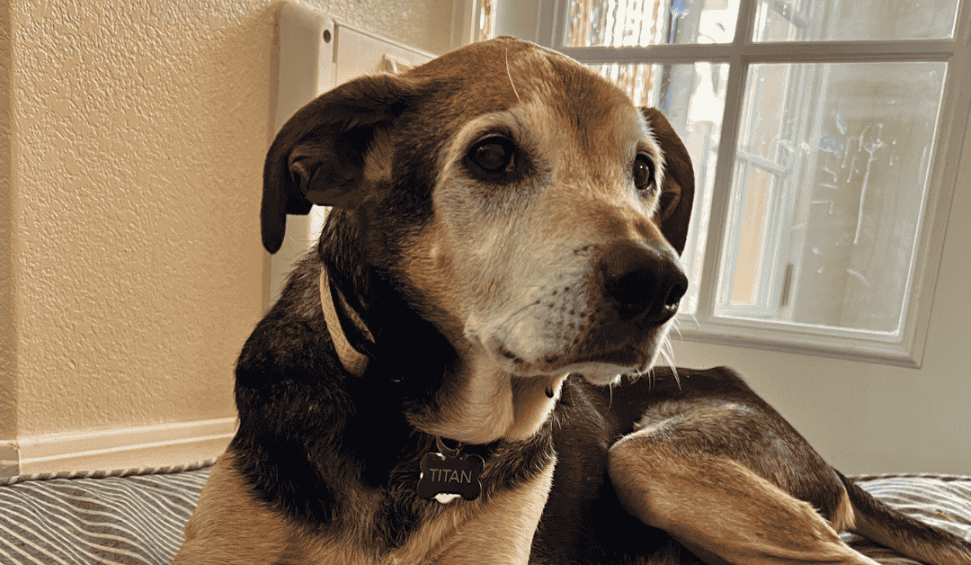 Featured image for “National Senior Pet Month: How Professional Pet Sitters Support Senior Pets”