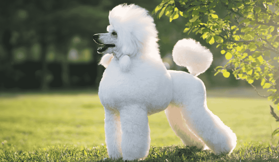 Featured image for “Top 5 Risk Factors for Diabetes in Cats and Dogs”