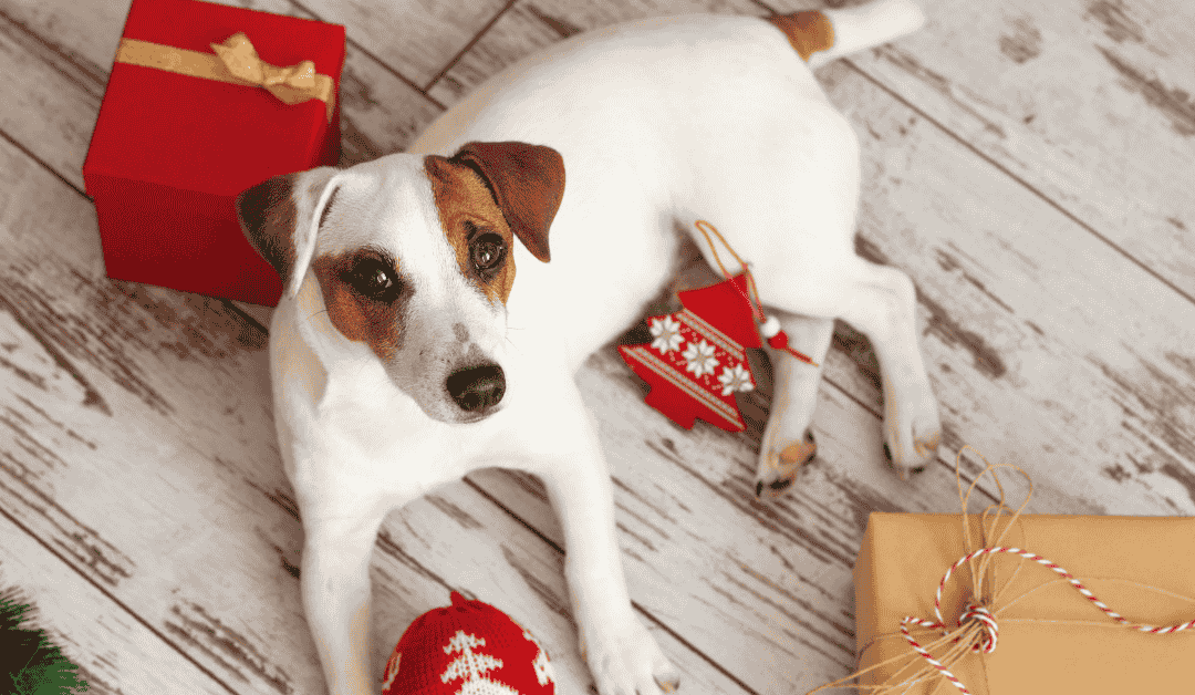 Featured image for “Top 3 Pet Gifts That Can Land Pets in a Dallas Emergency Vet”