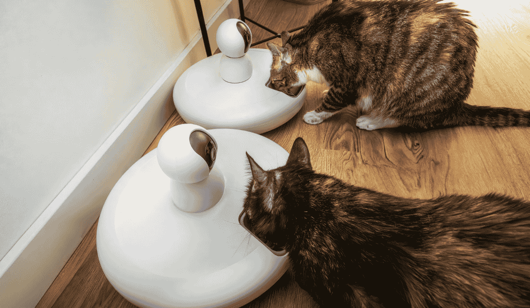 Featured image for “Why Pet Gadgets Can’t Replace a Professional Pet Sitter”