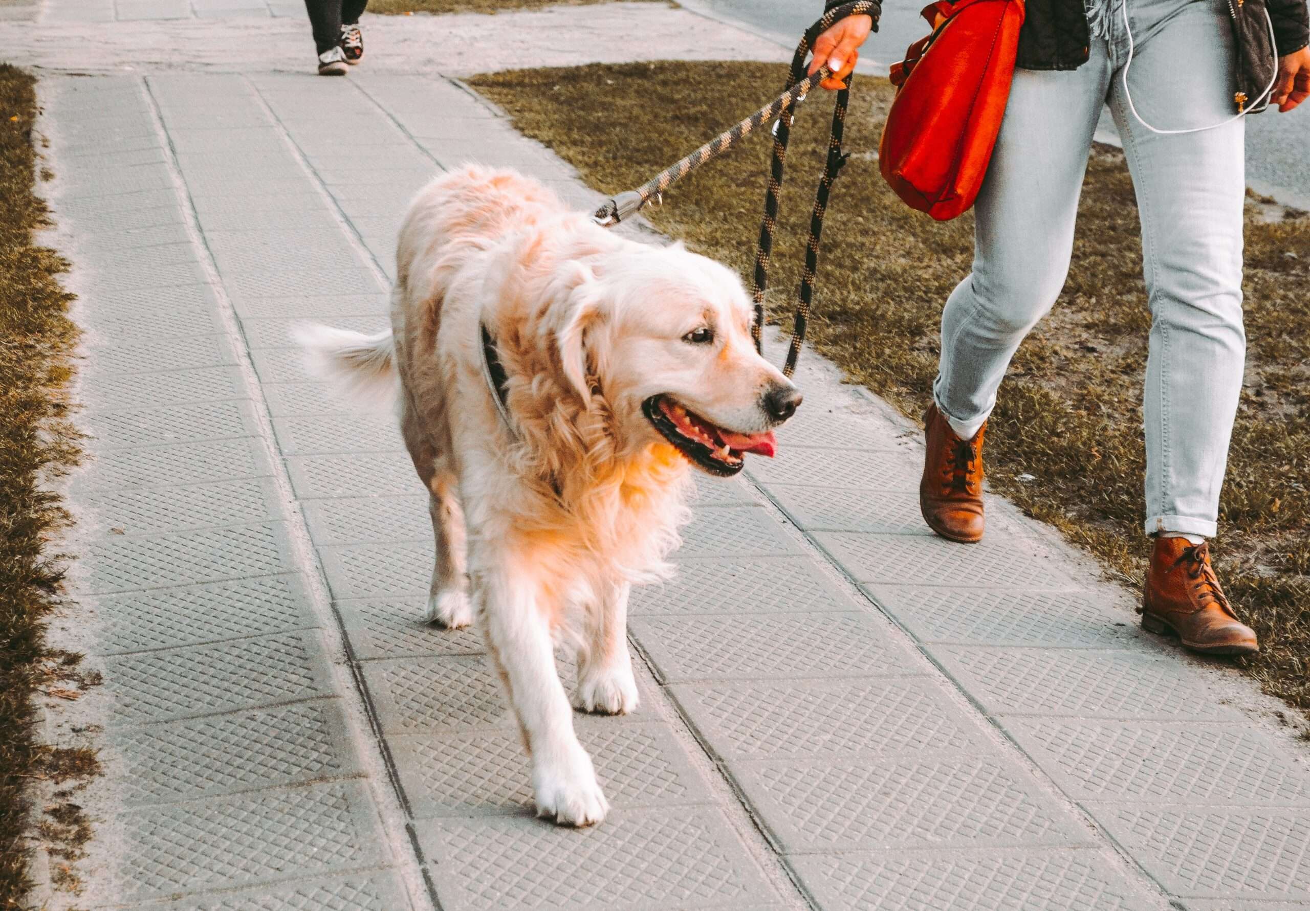 Featured image for “Why Daily Dog Walks Are Socially and Emotionally Enriching”