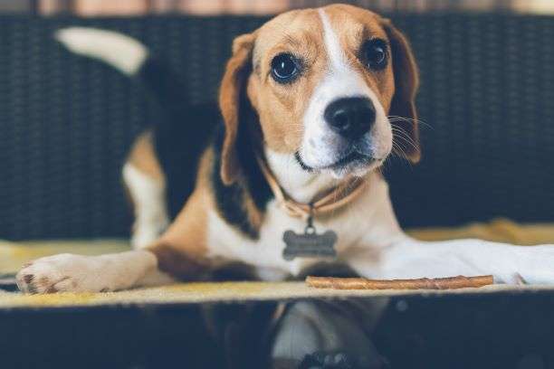 Featured image for “Canine Communication Signals”