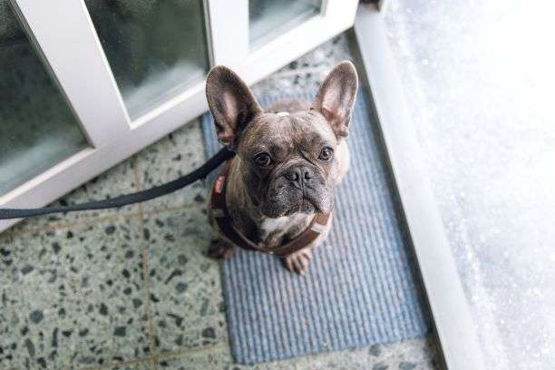 Featured image for “Why Hire a Dog Walker?”