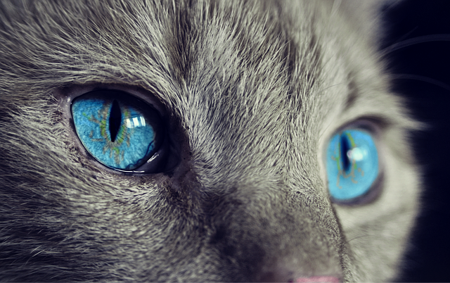Featured image for “Being Dallas’ Best Cat Sitters Means Receiving Training on Cat Behavior and Body Language”