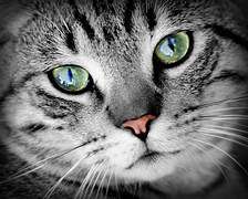 Featured image for “Enriching Cats’ Lives”