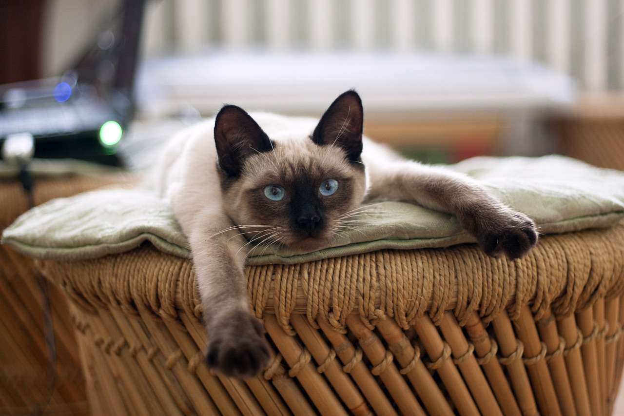Featured image for “Why In-Home Pet Sitting Is Preferred to Boarding for Your Furry Friends”