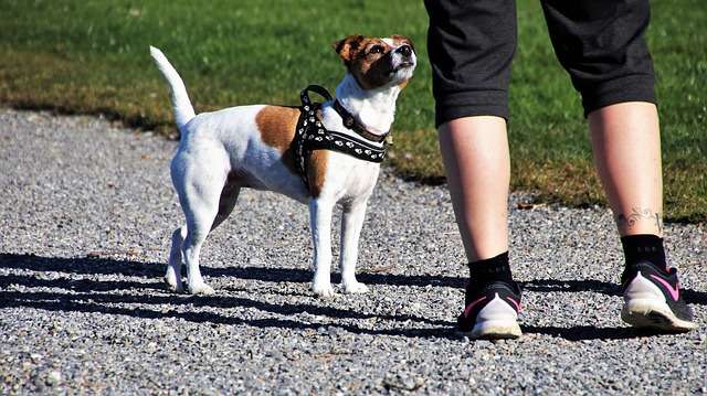 Featured image for “Tips from Our Amazing Dallas Dog Trainers for Dealing with Common Dog Problem Behaviors”