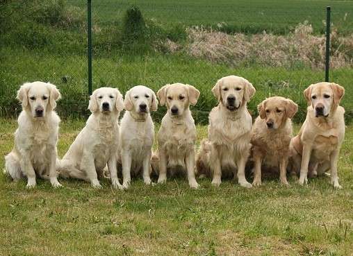 Featured image for “Meeting the Client & their Pets: Why the Best Dog Walkers in Dallas Know an In-Person Meeting Is Essential”