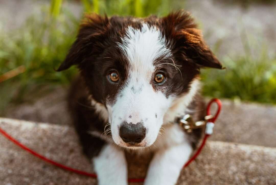 Featured image for “Factors to Consider When Hiring a Dallas Dog Walker”