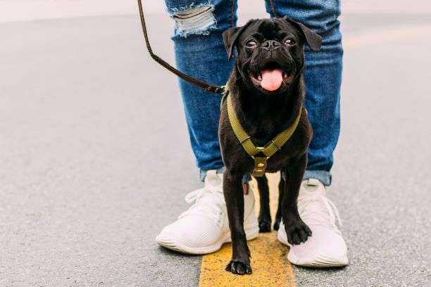 Featured image for “A Day in the Life of a Dallas Dog Walker”