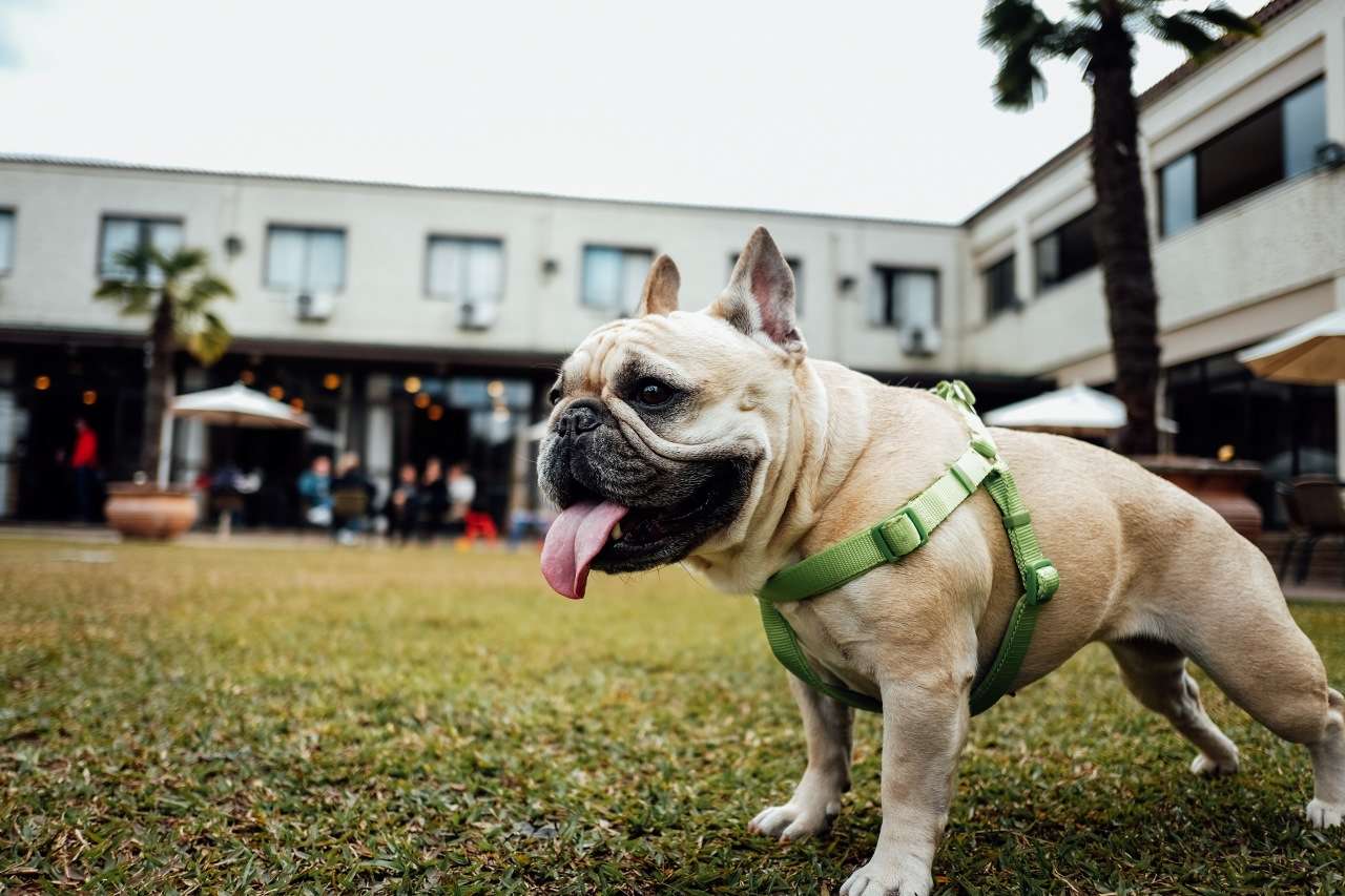 Featured image for “Tail-Wagging Adventures: Dog-Friendly Activities in Dallas, TX”