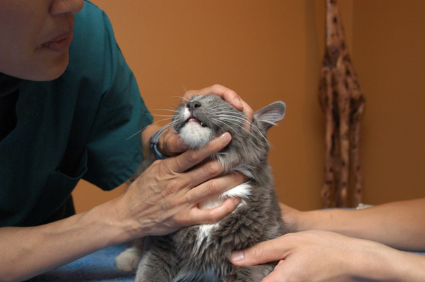 Featured image for “It’s Medicine Time, Kitty!”