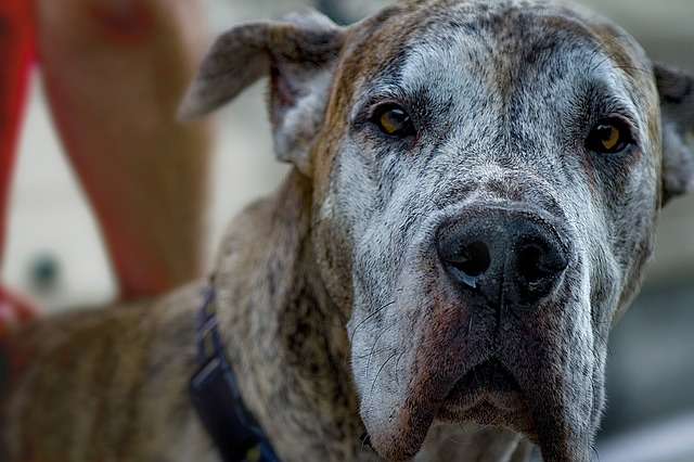 Featured image for “Can Dogs Get Depressed?”