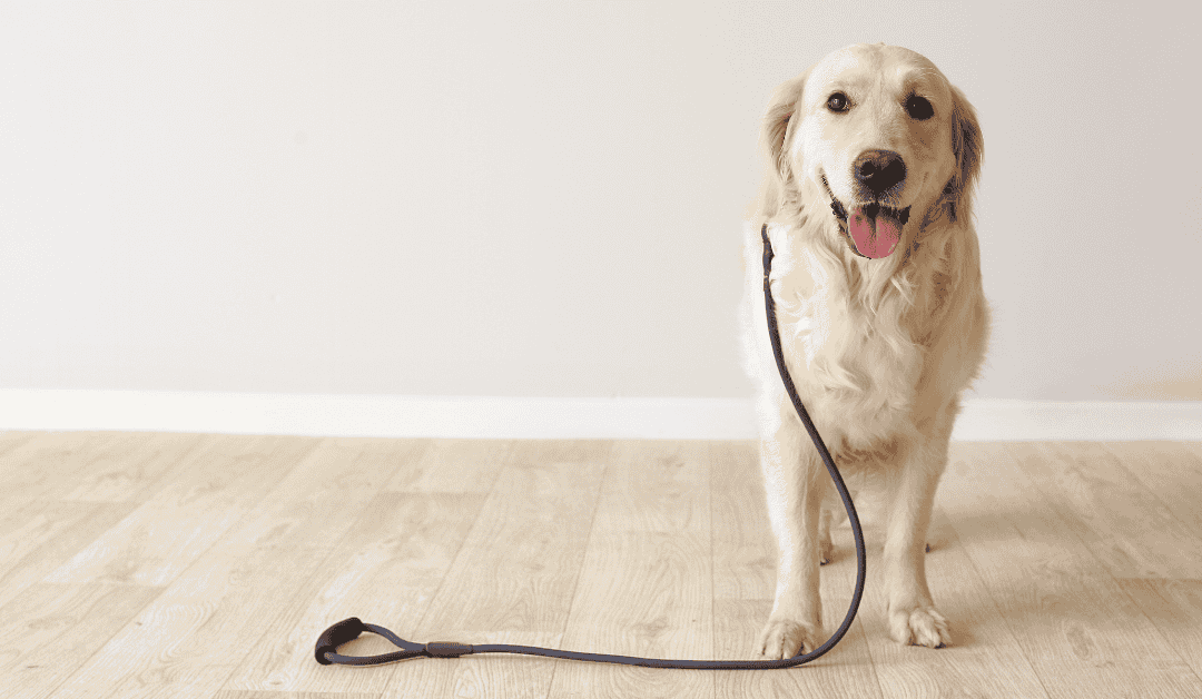 Featured image for “Walk Your Dog Month: Why Dog Walks Beat Backyard Time”