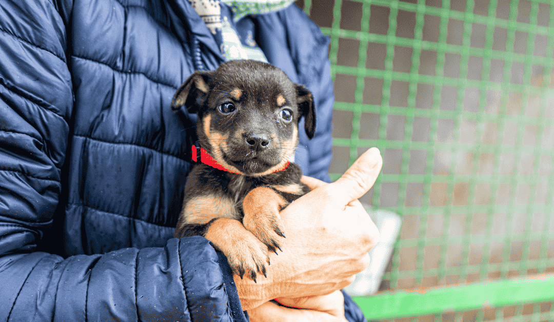 Featured image for “How Freezing Temperatures Impact Pets’ Health”
