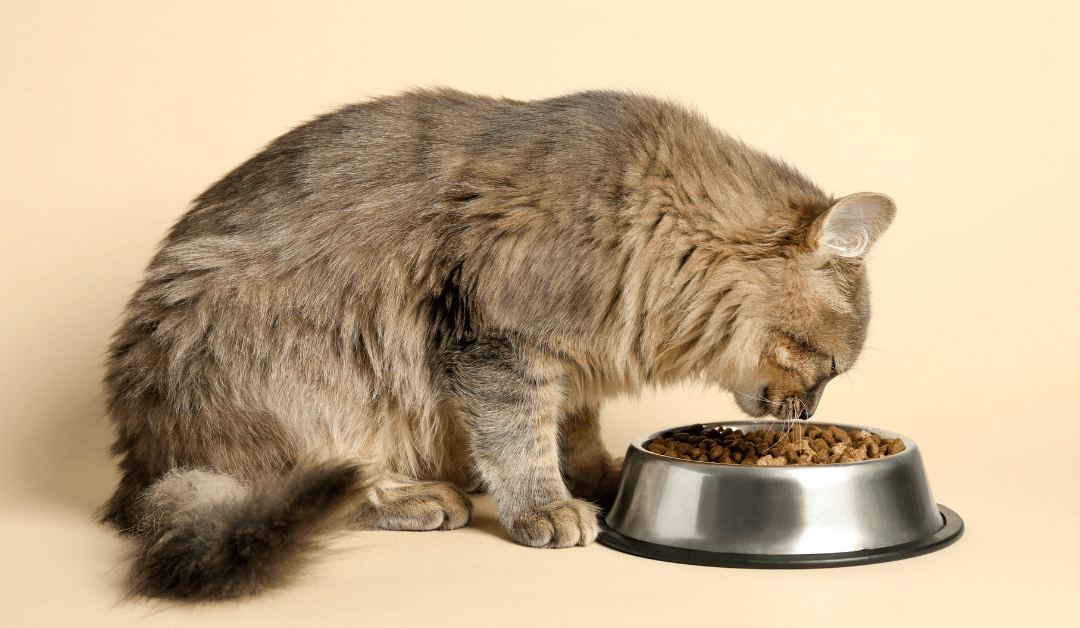 Featured image for “Support Dallas Pet Food Pantries & Keep Pets With Their Families”
