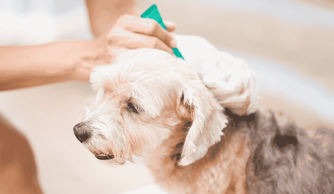 Featured image for “Year-Round Flea, Tick, and Heartworm Prevention in the Dallas Metroplex”