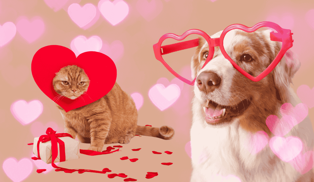 Featured image for “Do Pets Feel Love? A Valentine’s Day Look at Emotions in Cats and Dogs”