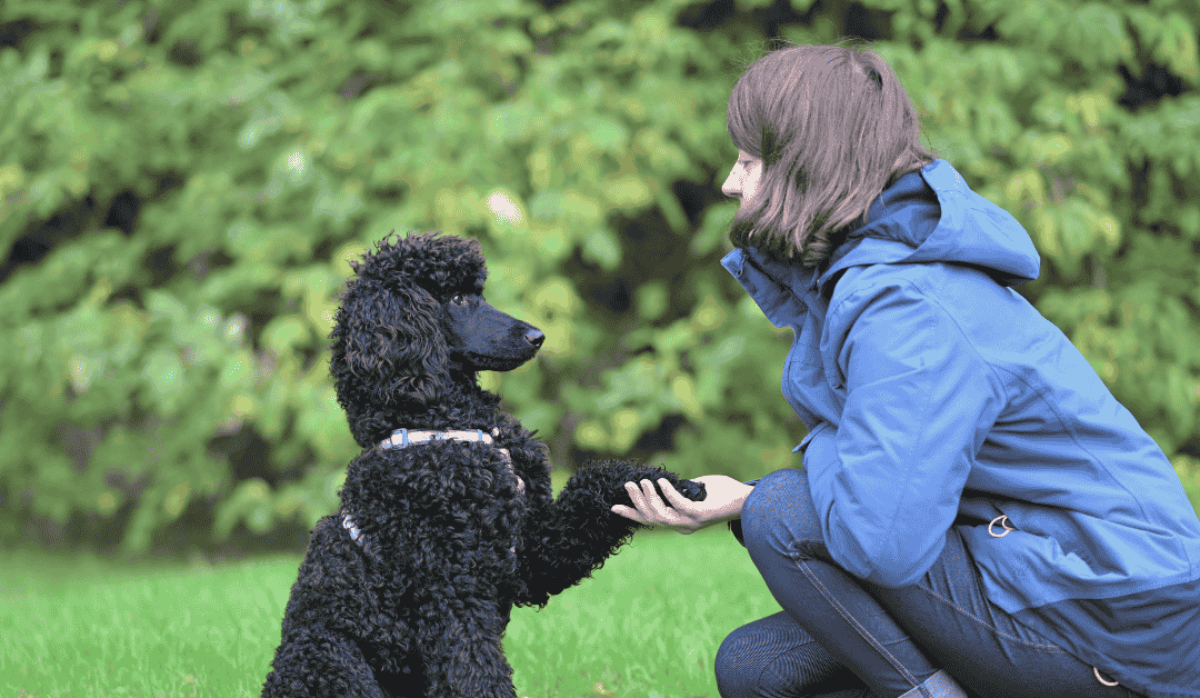 Featured image for “3 Ways Dog Walking and Dog Training Go Hand in Hand”