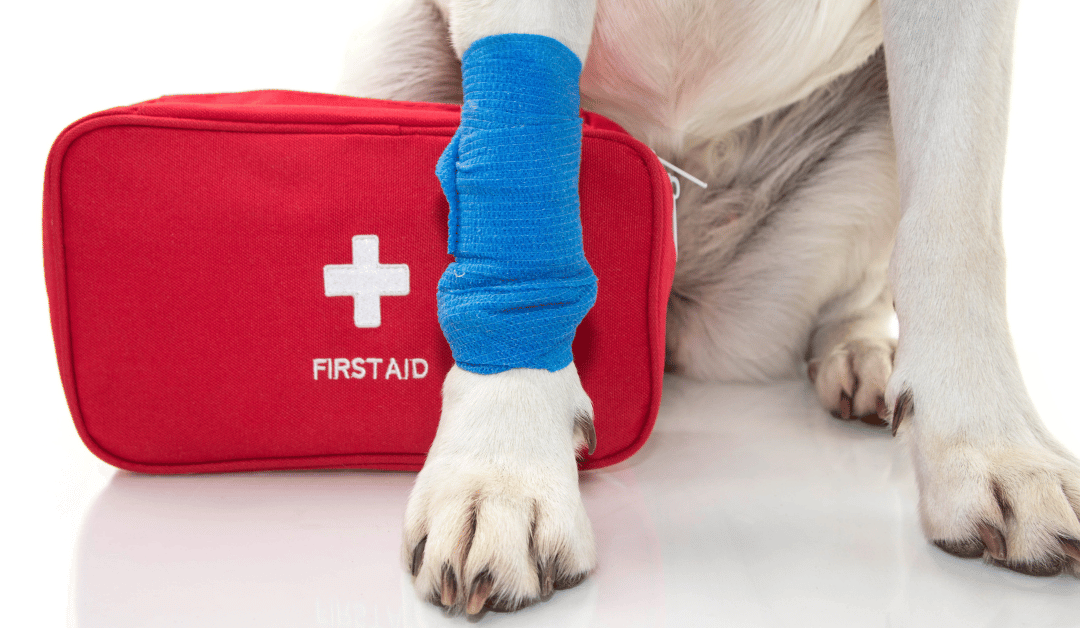 Featured image for “National Pet First Aid Awareness Month in Dallas: Are You Prepared?”